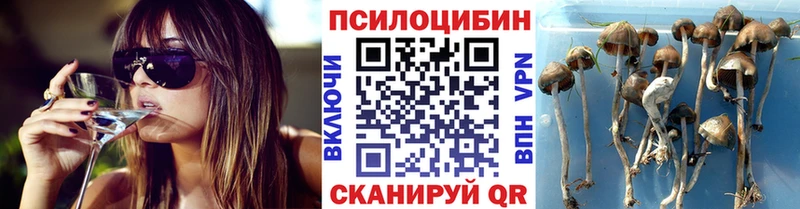 где можно купить   Кострома  Псилоцибиновые грибы Psilocybine cubensis 